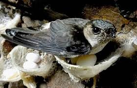 Nguồn gốc tổ yến tại Yên Lâm
