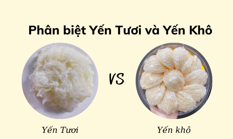 Phân Biệt Tổ Yến Tươi Và Khô ra sao
